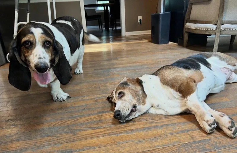 An adult medium-sized female Basset Hound dog named Stella for adoption in Brookville, OH