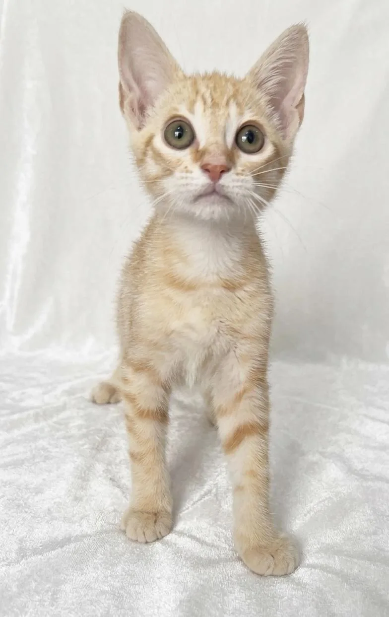 A baby medium-sized male Domestic Short Hair cat named Butters for adoption in Miami, FL