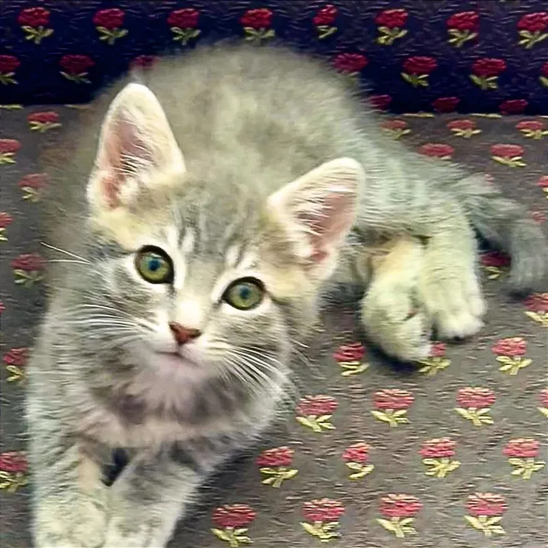 A baby small-sized female Gray / Blue / Silver Domestic Short Hair cat named A Bella for adoption in Pleasant Hill, CA
