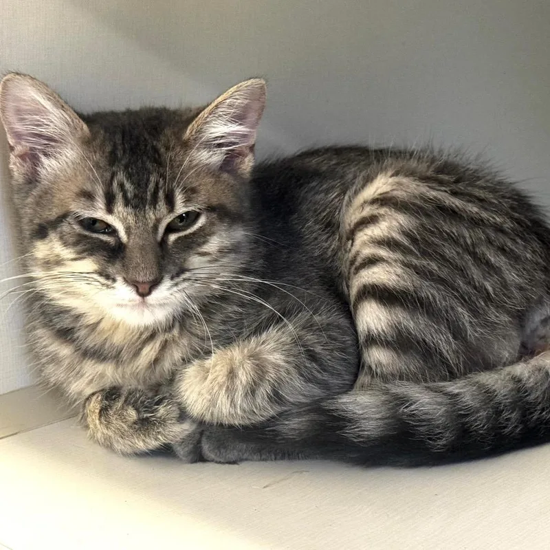 A baby small-sized male Gray / Blue / Silver Domestic Short Hair cat named Whopper for adoption in Wheeling, IL