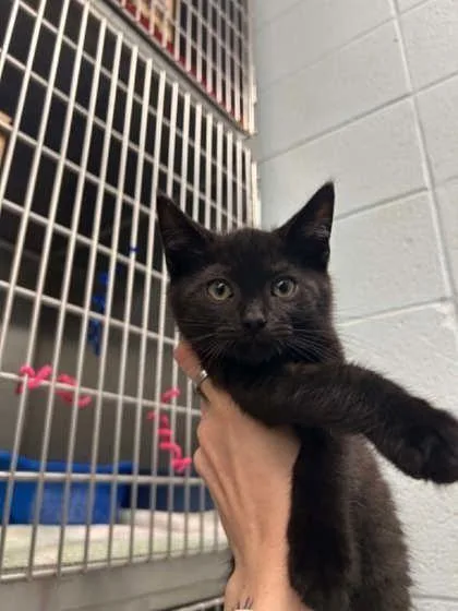 A baby small-sized male Domestic Short Hair cat named Travertine for adoption in Munster, IN