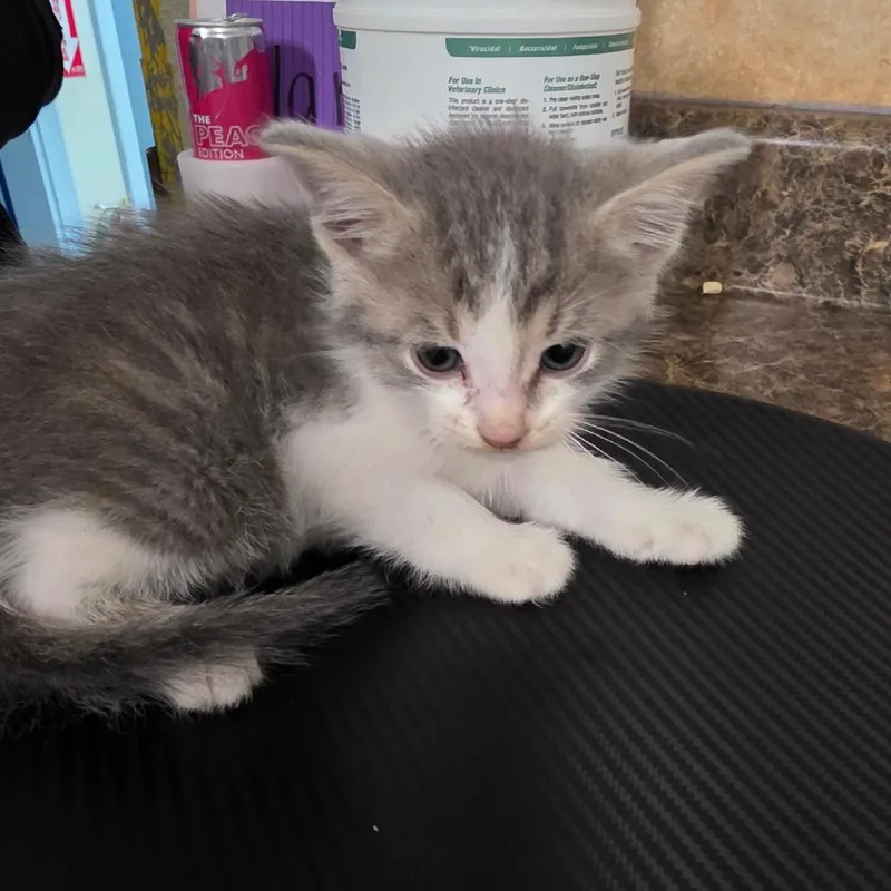 A baby small-sized male Gray / Blue / Silver Domestic Short Hair cat named Carrot for adoption in Eureka Springs, AR