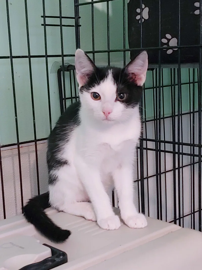 A young medium-sized female Tuxedo cat named Leilani for adoption in Pompano Beach, FL