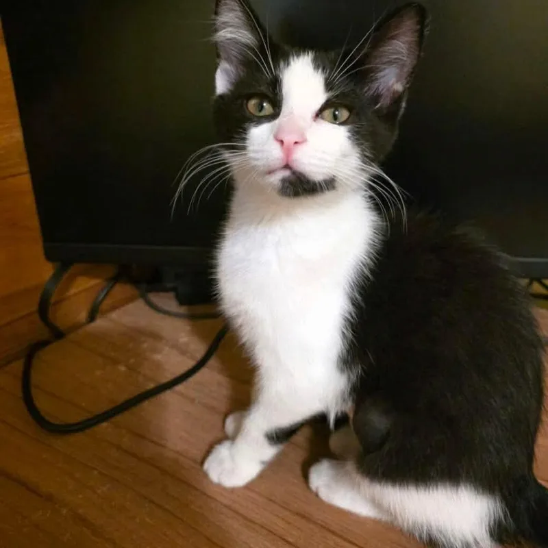 Nova