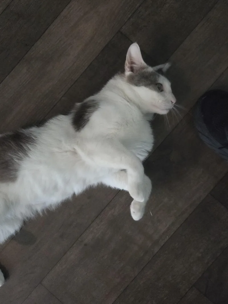An adult large-sized male Gray & White Domestic Short Hair cat named Frosty for adoption in Bellmawr, NJ