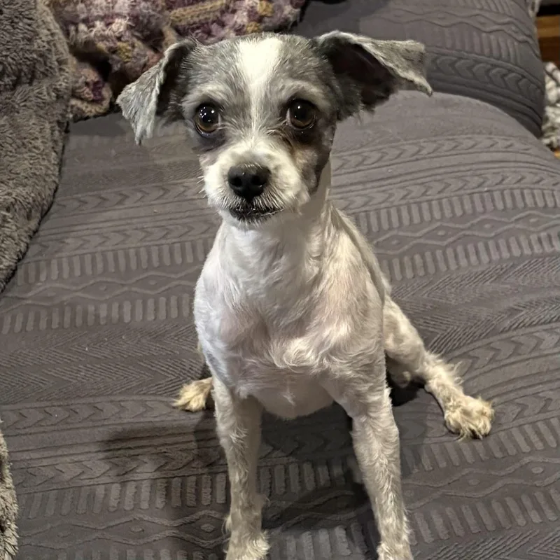 An adult small-sized female White / Cream Shih Tzu dog named Lulu for adoption in Libertyville, IL