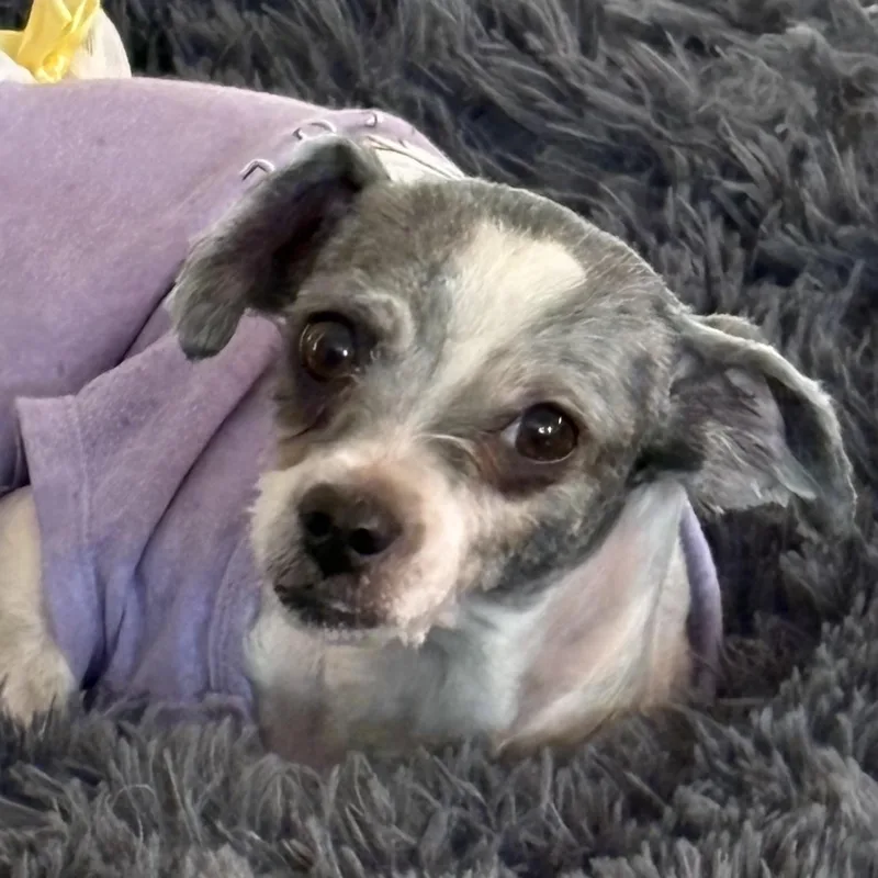 Lulu thumbnail 2