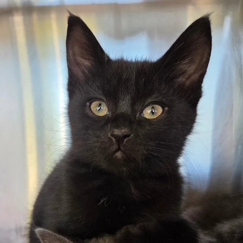 A baby small-sized male Black Domestic Short Hair cat named Blanton for adoption in Asheville, NC