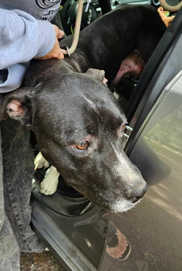 An adult large-sized female Mixed Breed dog named Babette for adoption in Mobile, AL