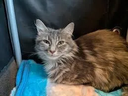 Penelope