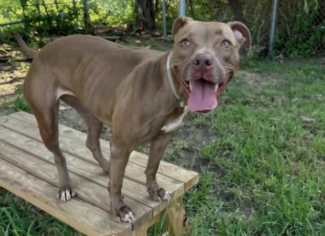 A young medium-sized female Staffordshire Bull Terrier dog named Brown Suga for adoption in Houston, TX