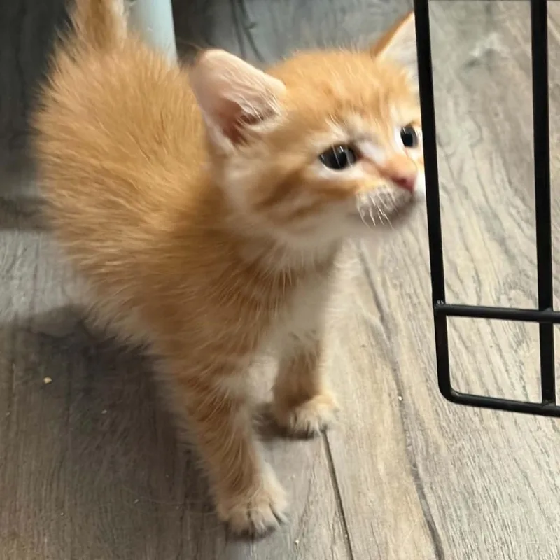 A baby small-sized male Orange / Red Domestic Short Hair cat named Cheese for adoption in Edwards, IL