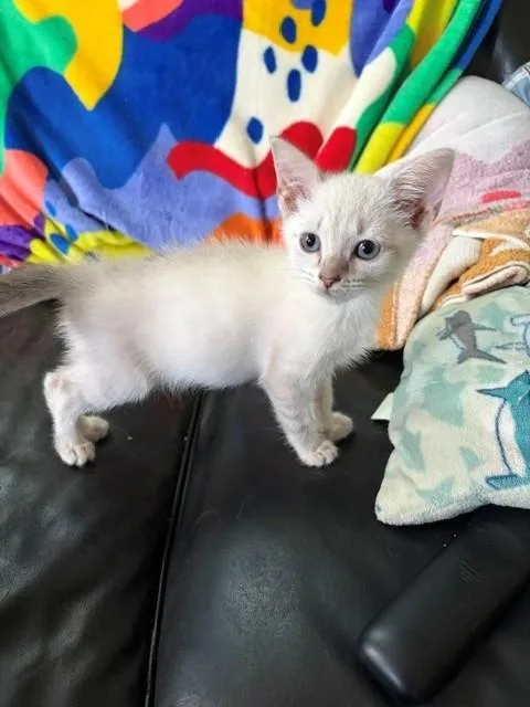A baby small-sized female Domestic Short Hair cat named Aquarius for adoption in Louisville, KY