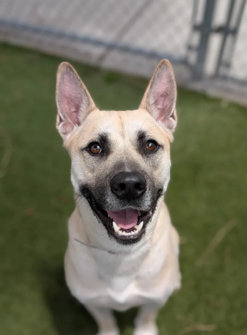 A young medium-sized male Apricot / Beige German Shepherd Dog dog named Chase for adoption in Los Osos, CA