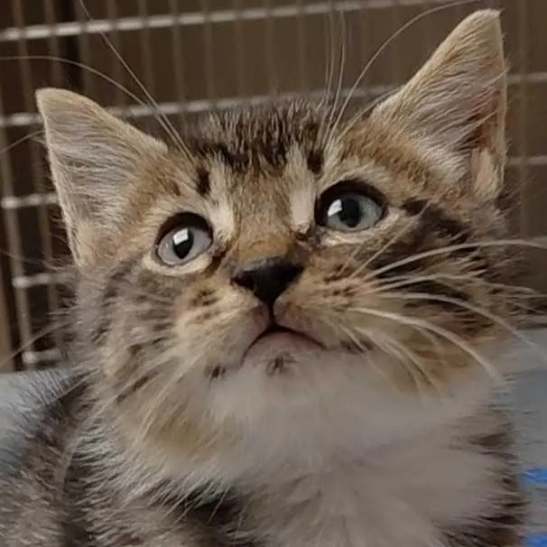 A baby small-sized male Domestic Short Hair cat named MONTStray_ for adoption in Perkiomenville, PA