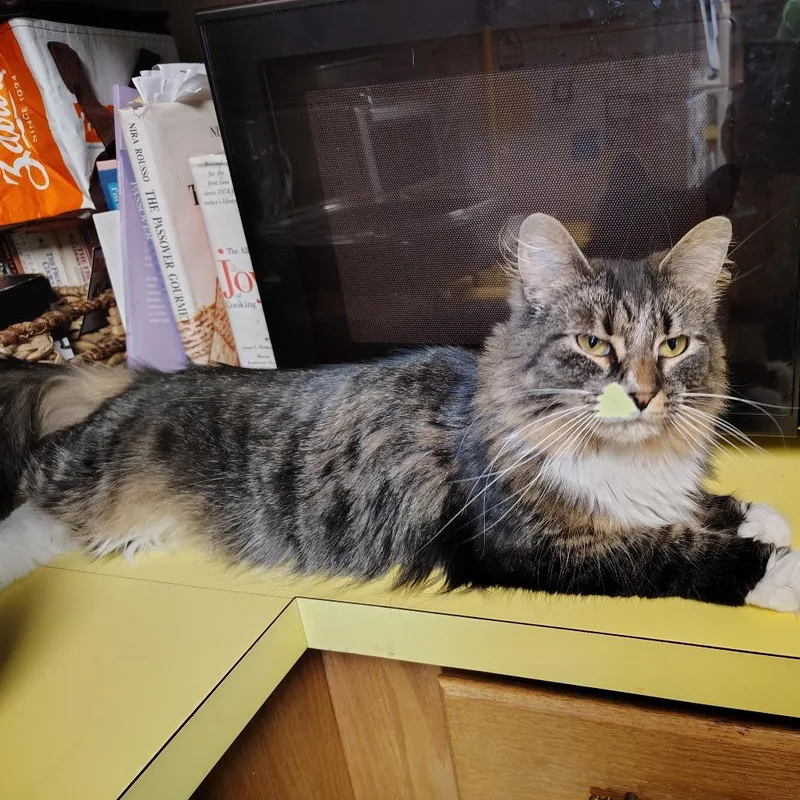 An adult medium-sized female Brown / Chocolate Domestic Long Hair cat named LuLu for adoption in Dayton, OH