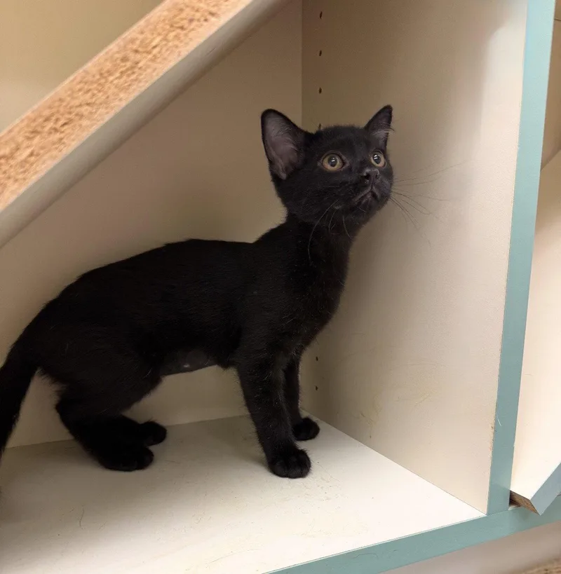 A baby medium-sized female Black Domestic Short Hair cat named Noora for adoption in Walled Lake, MI