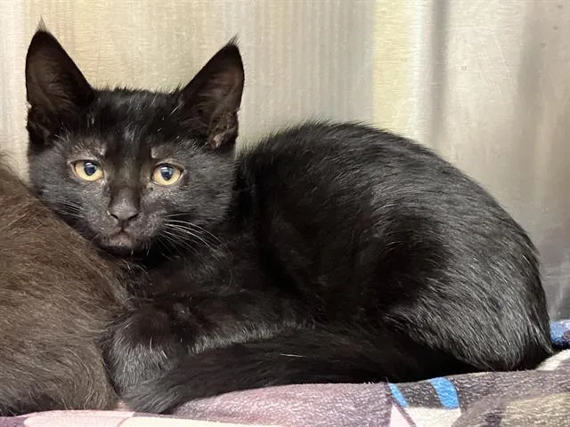 A baby small-sized male Domestic Short Hair cat named Achoo for adoption in Tustin, CA
