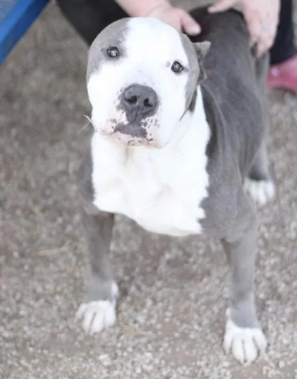 Bartholomew thumbnail 3