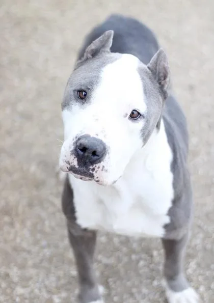 Bartholomew thumbnail 4