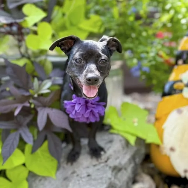 A young small-sized female Black Chihuahua dog named SuzieQ for adoption in Southport, CT