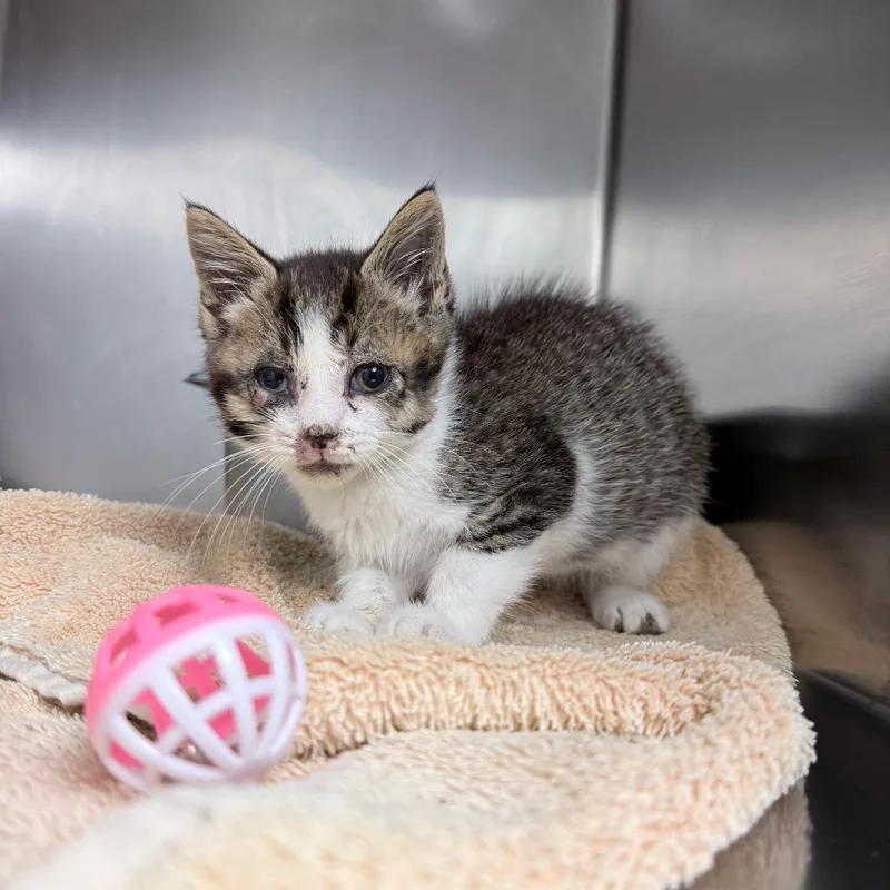 A baby small-sized male White Domestic Short Hair cat named Grayson for adoption in Auburn, AL