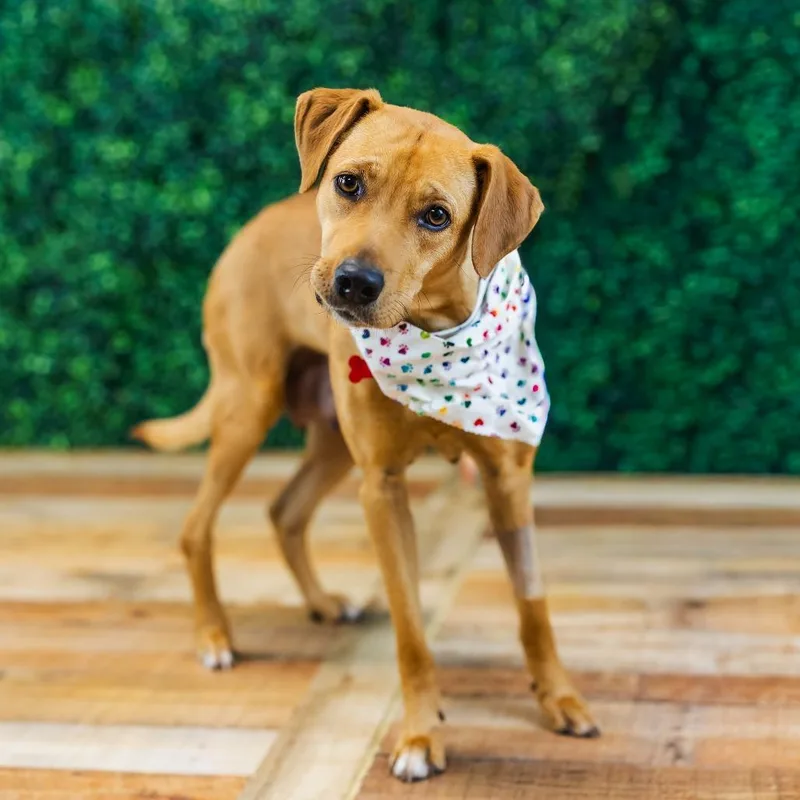 Polka Dot thumbnail 2