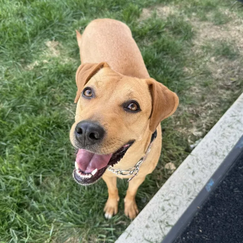 Polka Dot thumbnail 3