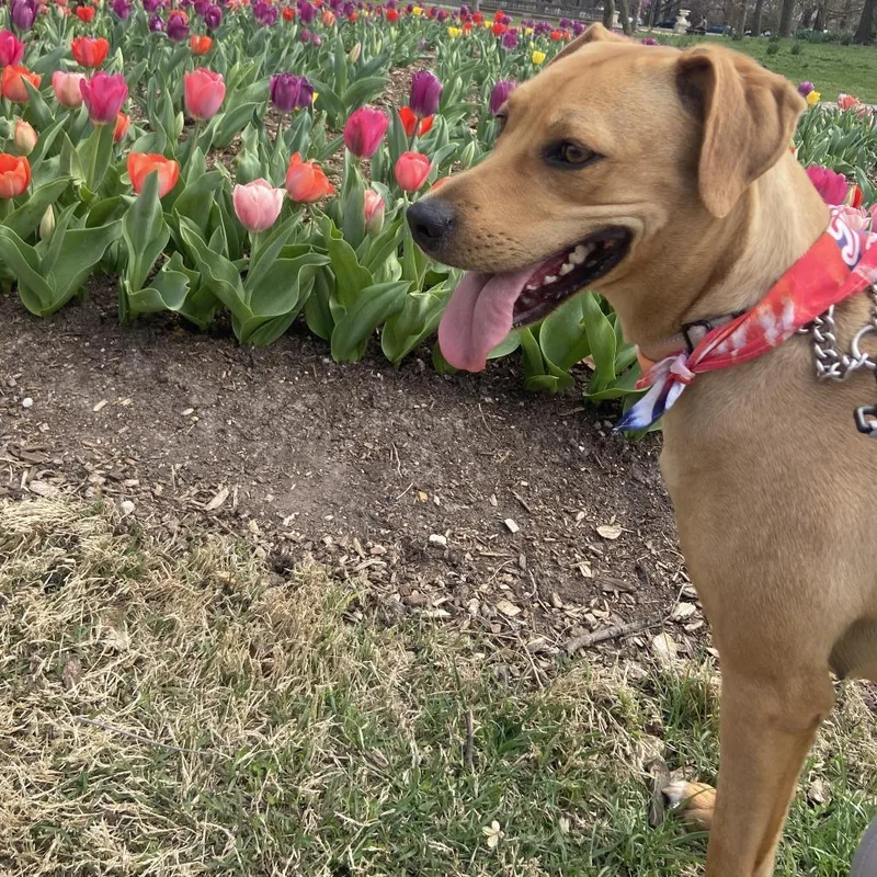 Polka Dot thumbnail 4