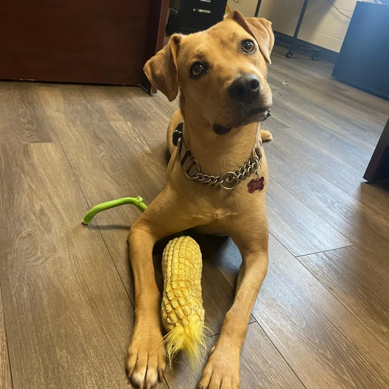 Polka Dot thumbnail 5