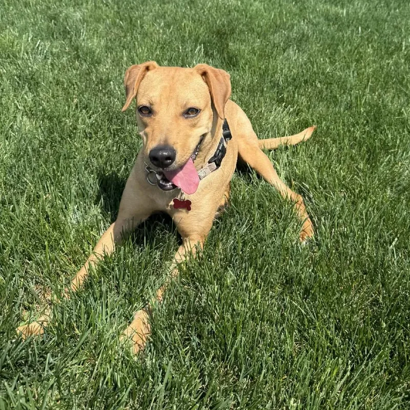 Polka Dot thumbnail 6