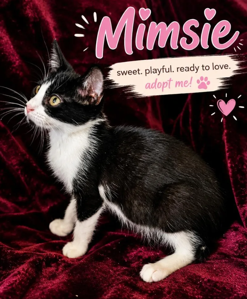 A baby medium-sized female Domestic Short Hair cat named Mimsie for adoption in Richland Hills, TX