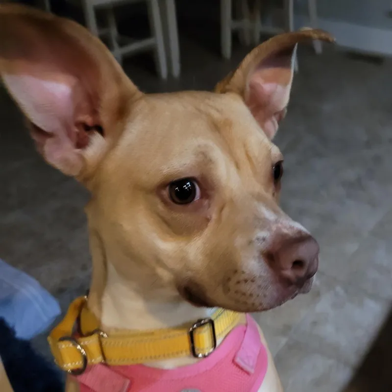 Willette thumbnail 2