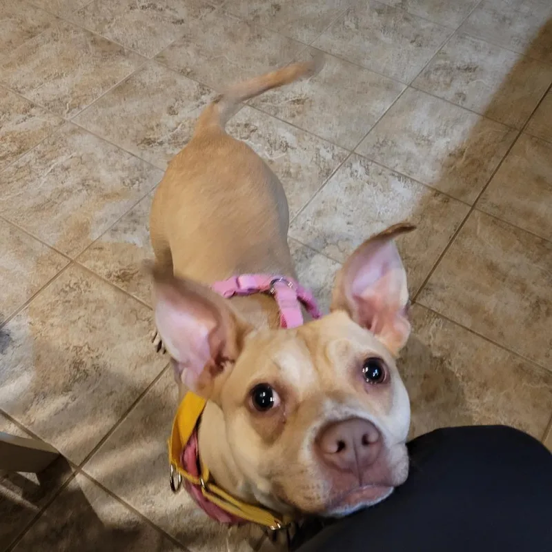 Willette thumbnail 4