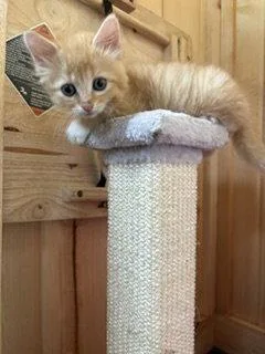 A baby medium-sized female Tabby cat named Pineapple for adoption in Orlando, FL