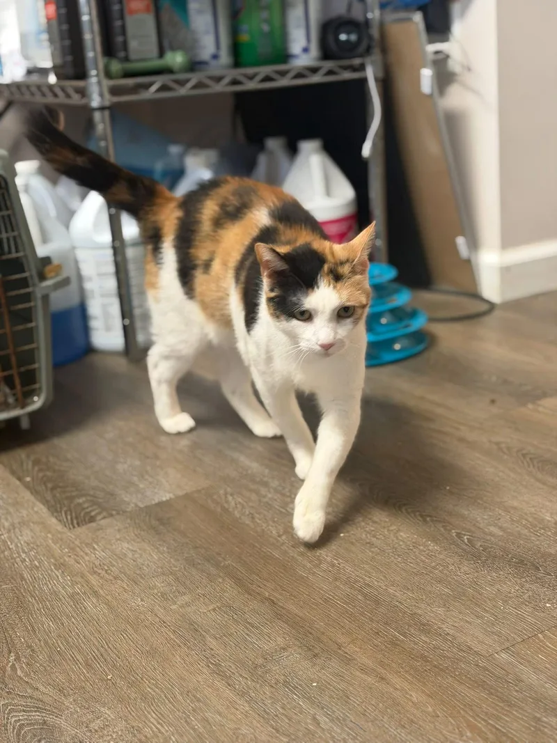 A young medium-sized female Calico Domestic Short Hair cat named Theresa for adoption in Avoca, PA