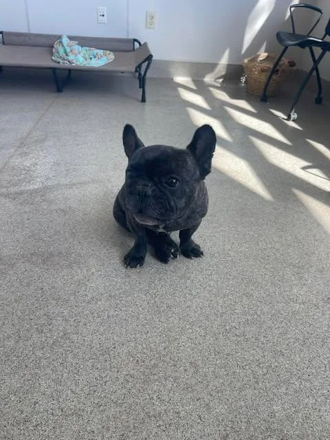 Sherman