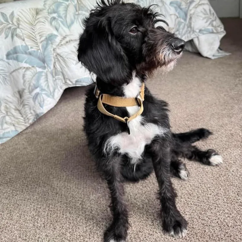 A young medium-sized male Black Mixed Breed dog named Dewdrop for adoption in Fredericksburg, VA