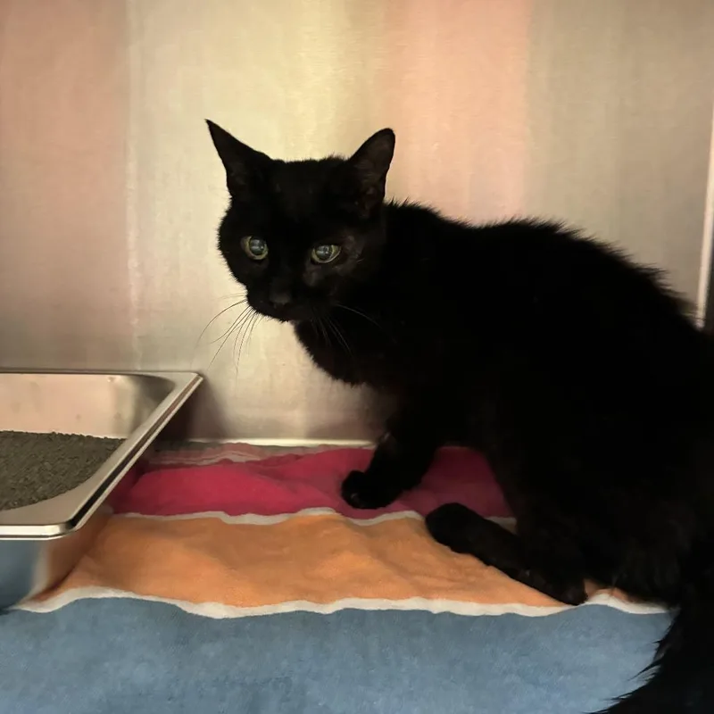 A senior small-sized female Black Domestic Short Hair cat named StrayDatchetLane"Spot" for adoption in Columbus, GA
