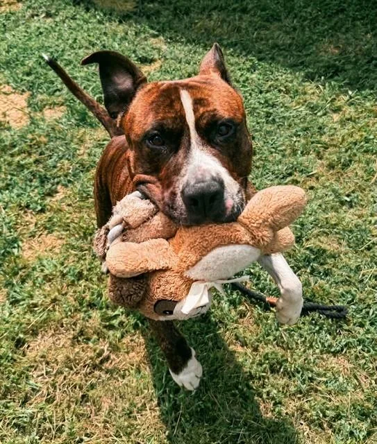 An adult large-sized male Pit Bull Terrier dog named Rey for adoption in Leesburg, VA
