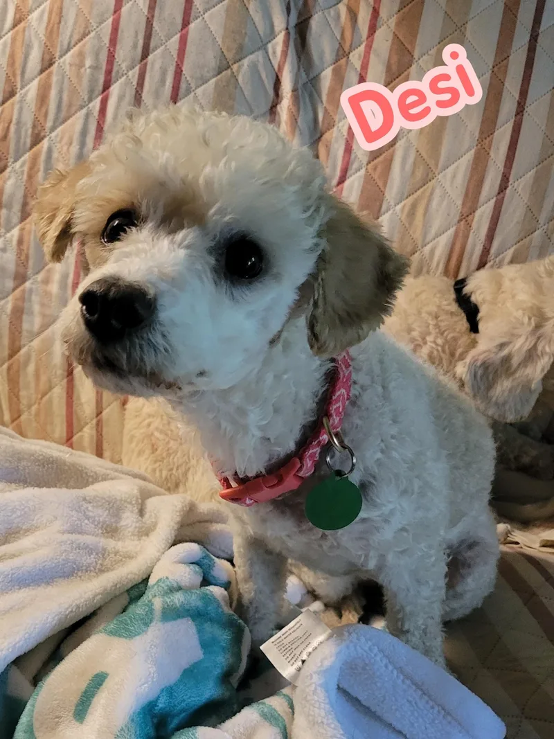 An adult small-sized female Miniature Poodle dog named Desi for adoption in Florissant, MO