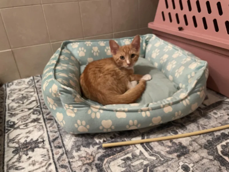 A baby medium-sized male Orange & White Domestic Short Hair cat named Aaron for adoption in Westfield, NJ