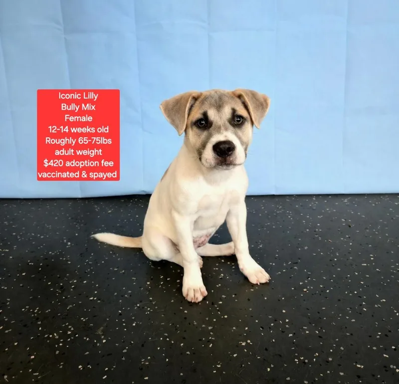 A baby large-sized female American Bully dog named Iconic Lilly for adoption in Oviedo, FL