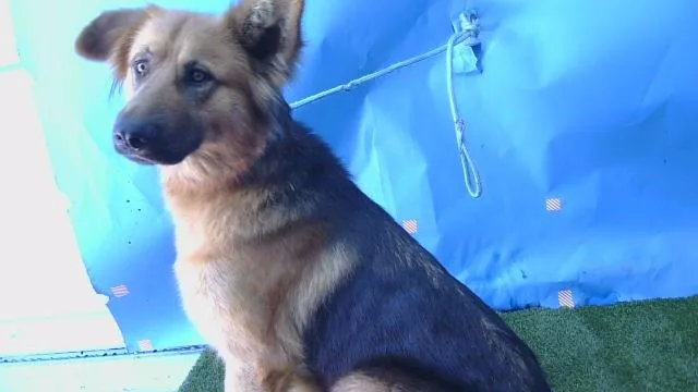 A young large-sized female German Shepherd Dog dog named A for adoption in Gardena, CA