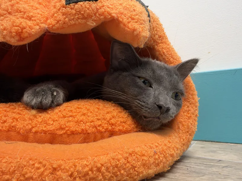 A baby medium-sized female Gray / Blue / Silver Domestic Short Hair cat named Seraphina for adoption in Grand Rapids, MI