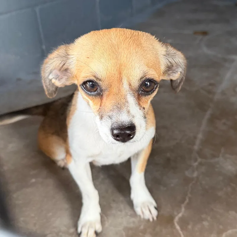 Lulu