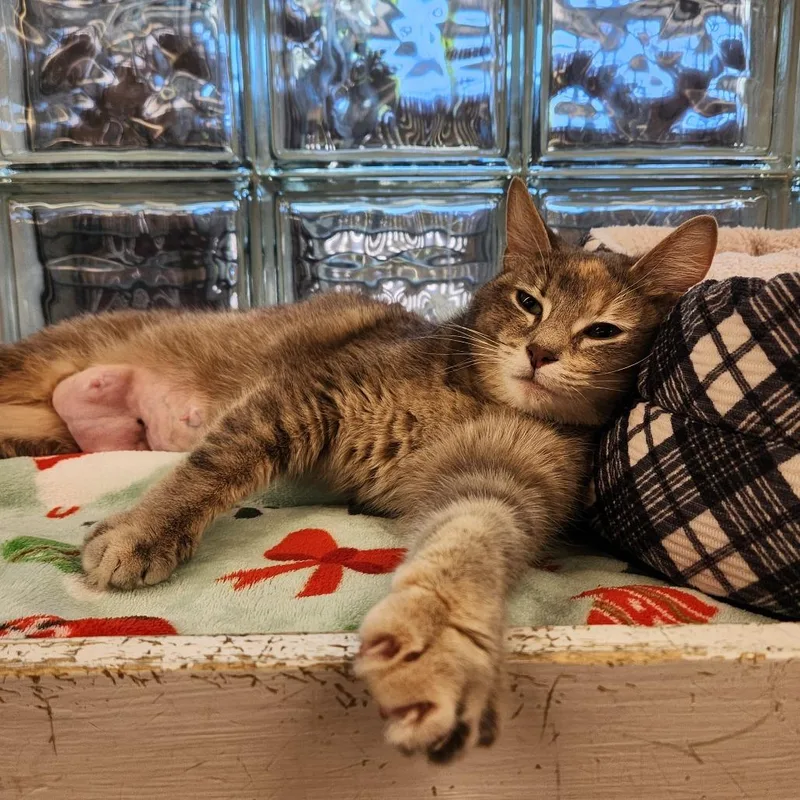 A young medium-sized female Torbie Domestic Short Hair cat named Arden for adoption in Delaware, OH