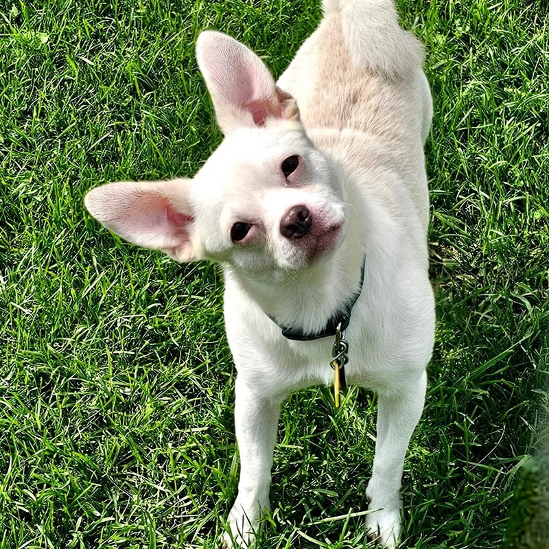 A young small-sized male Chihuahua dog named Ollie for adoption in Gouverneur, NY