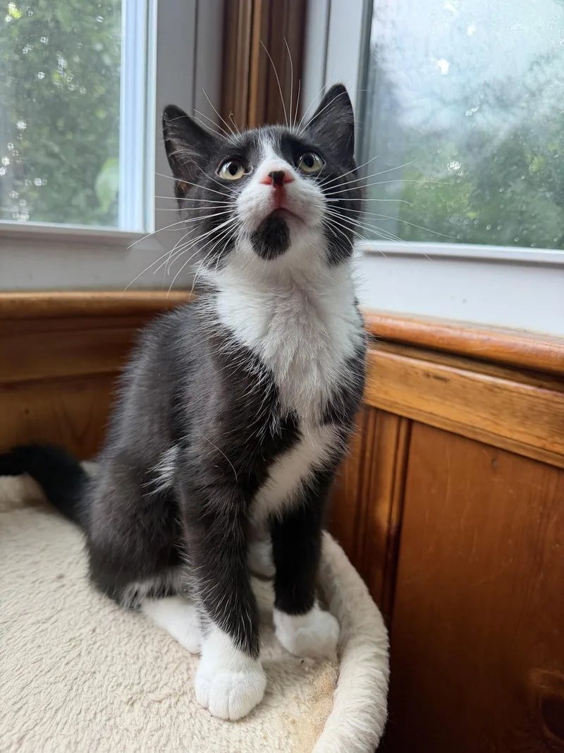 A baby medium-sized male Black & White / Tuxedo Domestic Short Hair cat named Larry for adoption in Rochester, NY
