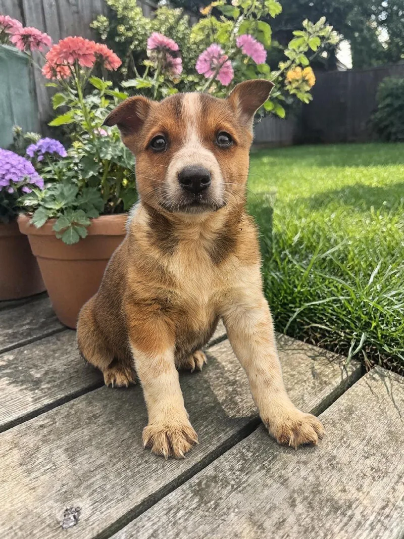 A baby medium-sized male Australian Cattle Dog / Blue Heeler dog named Jfk Jr for adoption in McKinney, TX